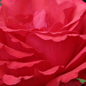 Szkółka róż - róża wielkokwiatowa - Hybrid Tea - czerwony  - Rosa  Amica - róża z intensywnym zapachem - Febo Giuseppe Cazzaniga - Można ją połączyć z krzewami o średnich rozmiarach, lub roślinami wieloletnimi (pięciornik, szafranowe).